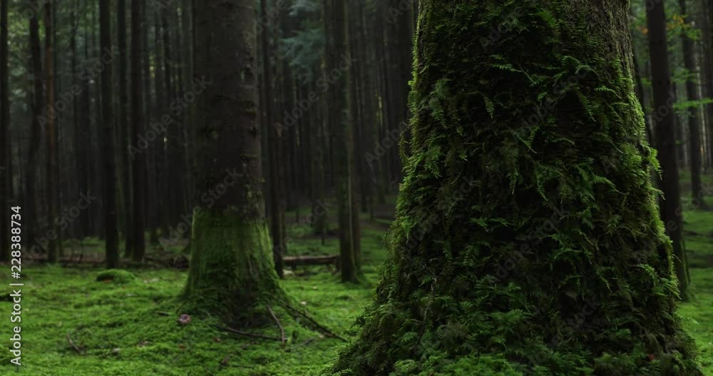 Mossy fairytale forest in slow motion. Slider equipment used. 