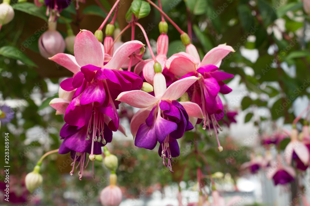 Fuchsia Flower Close Up Fuchsia Flower Close Up