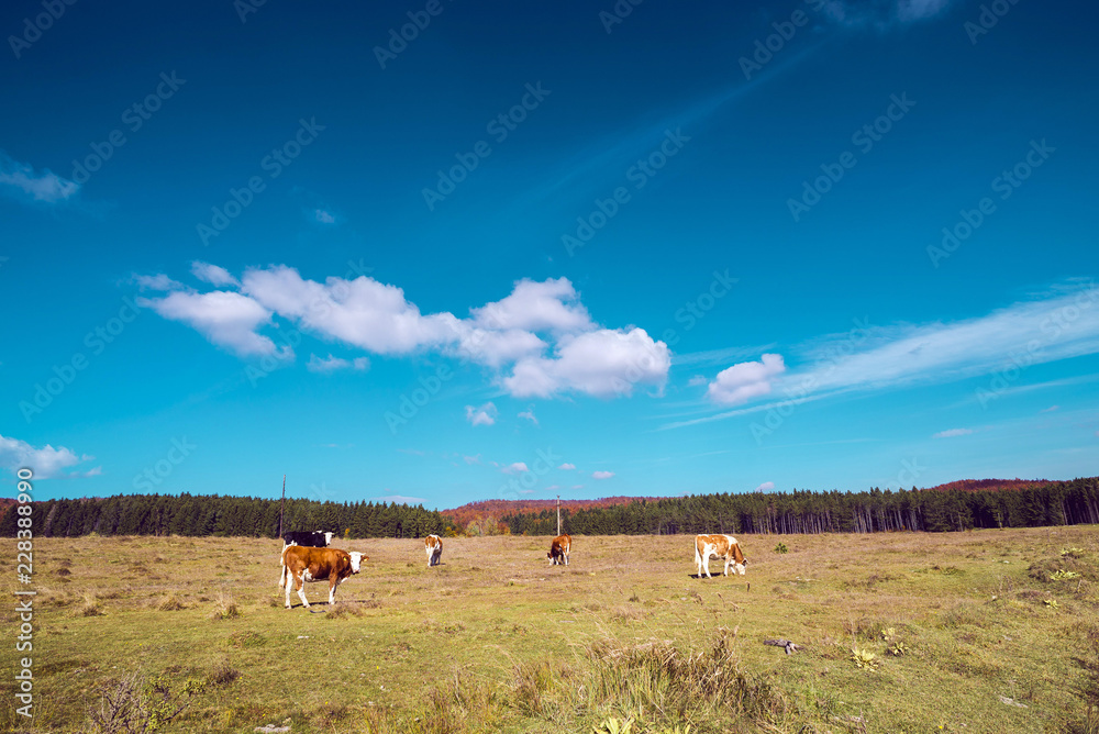 A group of cows in the countryside field A group of cows in the countryside field