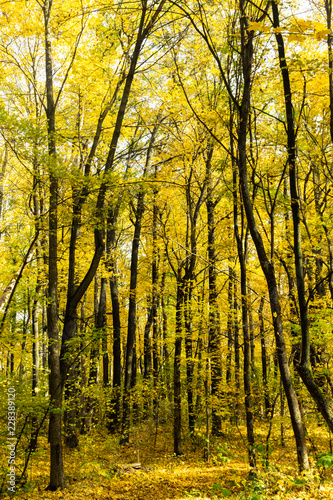 Beautiful sunny autumn landscape of forest with fallen leaves and yellow trees © Leonid