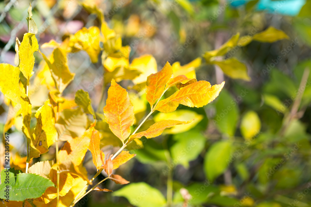 yellow leaves of trees in autumn yellow leaves of trees in autumn