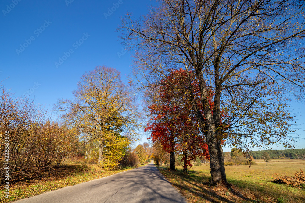 Autumn scene with road and trees