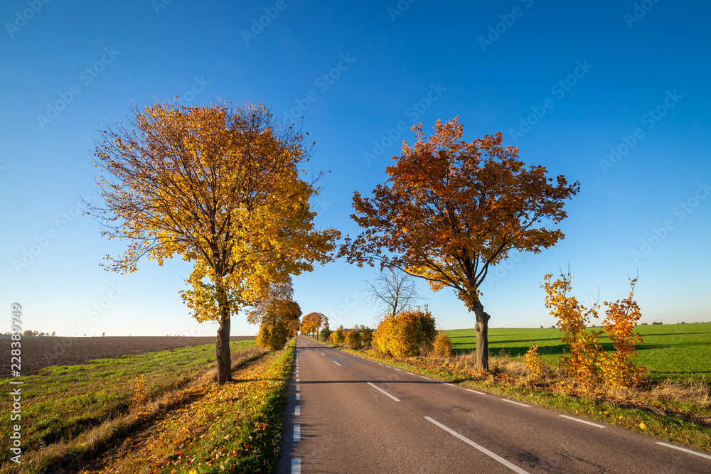 Naklejka premium Autumn scene with road and trees