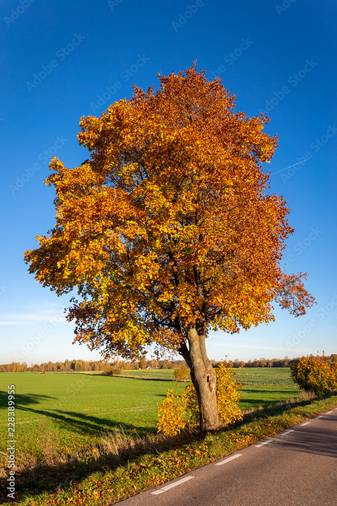 Naklejka premium Autumn scene with tree.