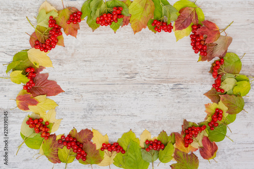 Autumn background. Frame of berries and colored leaves of viburnum. Copy space, flatly