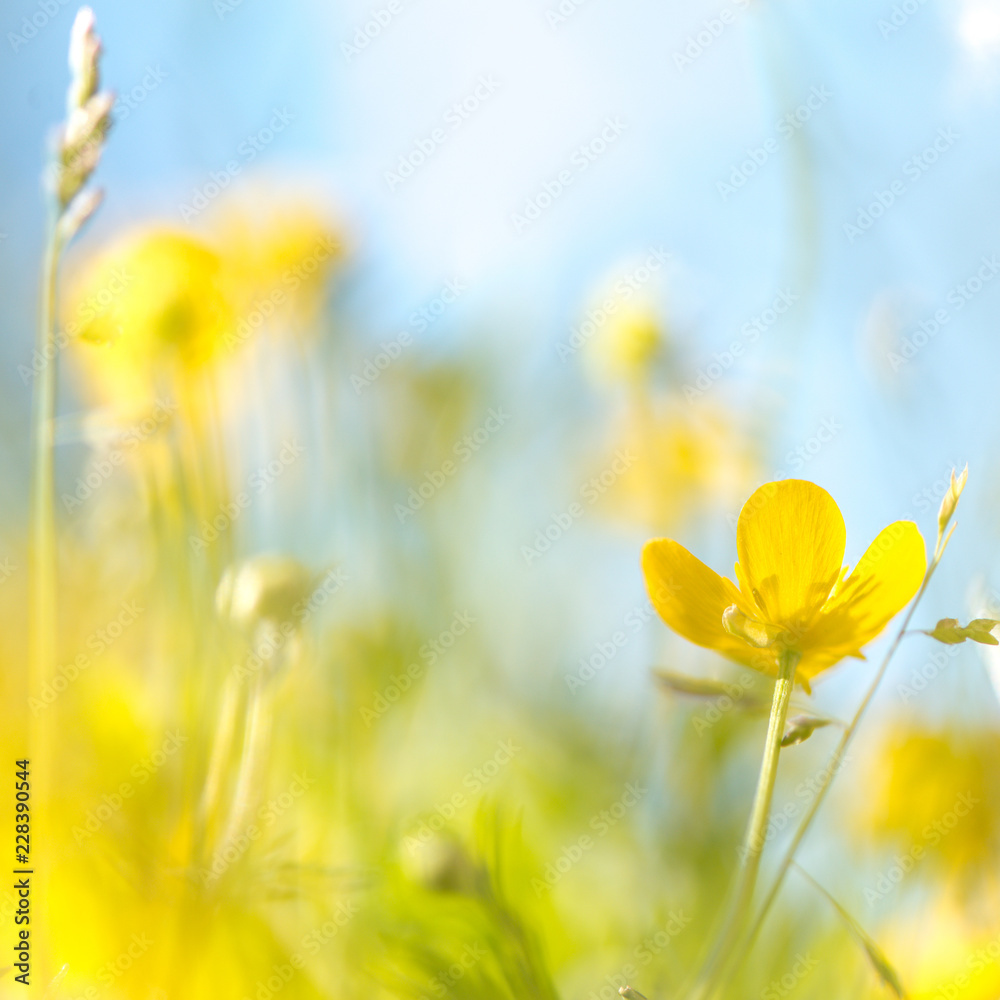 Blurry background by many yellow flower in the field on morning on blue sky Blurry background by many yellow flower in the field on morning on blue sky