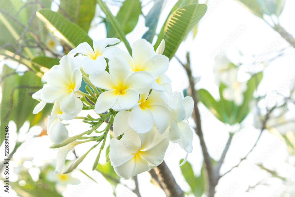 Fototapeta premium Group of white frangipani flowers on tree.( Pagoda tree, Temple tree)