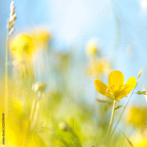 Blurry background by many yellow flower in the field on morning on blue sky