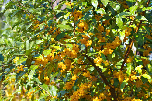 Essbare Oelweide, Elaeagnus multiflora mit vielen Beeren - cherry elaeagnus, Elaeagnus multiflora with many berries