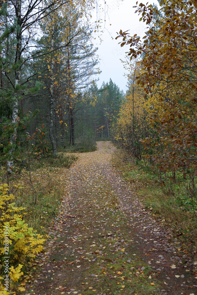 Beautiful Karelian forest landscape in early autumn in Russia Beautiful Karelian forest landscape in early autumn in Russia