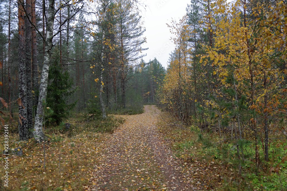 Beautiful Karelian forest landscape in early autumn in Russia
