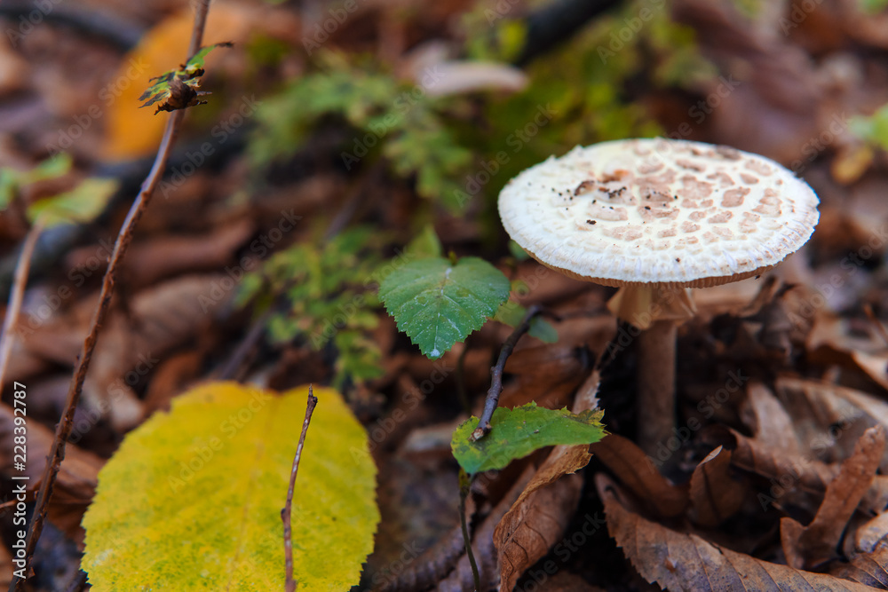 Lepiota is a genus of gilled mushrooms in the family Agaricaceae. All Lepiota species are ground-dwelling saprotrophs with a preference for rich, calcareous soils. Lepiota is a genus of gilled mushrooms in the family Agaricaceae. All Lepiota species are ground-dwelling saprotrophs with a preference for rich, calcareous soils.