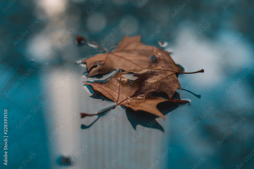 Naklejka premium leaf on black background