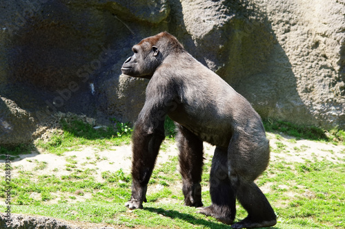 Jeune gorille des plaines et futur dos argenté © JC DRAPIER
