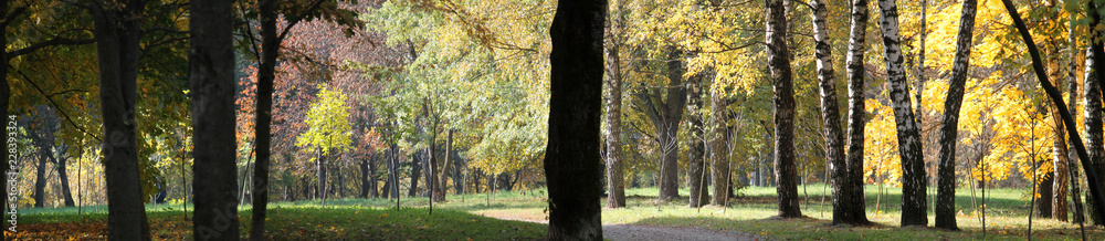 Autumn landscape. Panoramic view of park with deciduous trees with yellow foliage