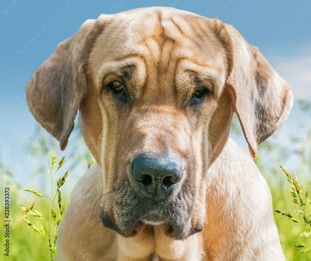 Portrait Broholmer StockFoto Adobe Stock