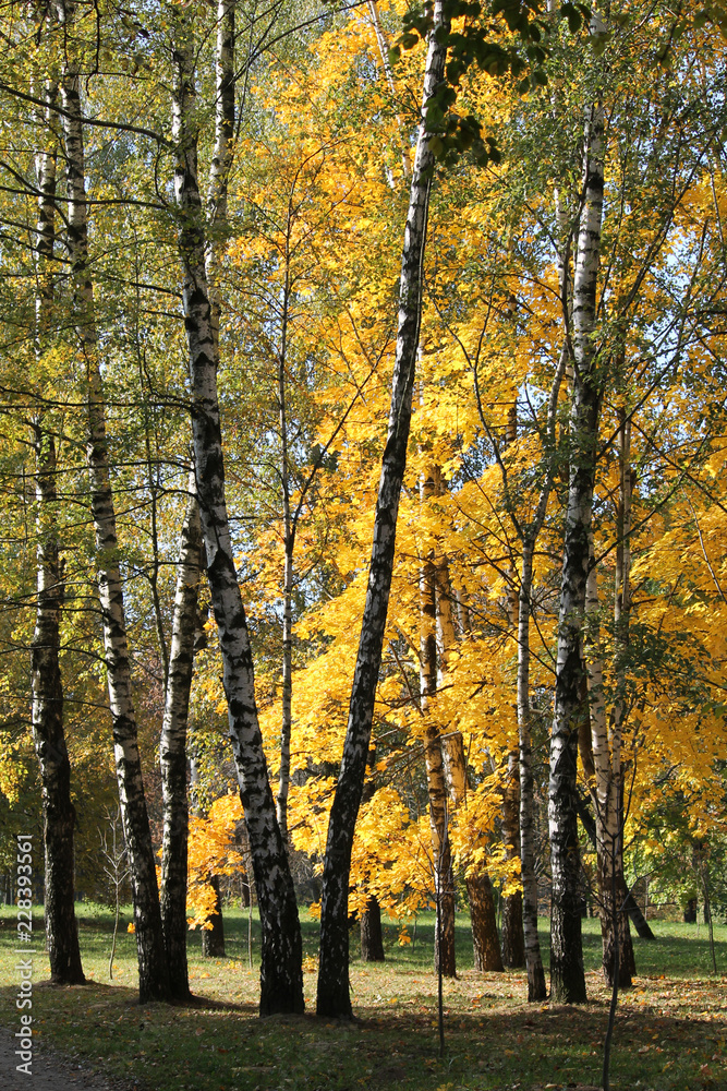 Autumn landscape. Park with trunks of birch and yellow foliage of other deciduous trees