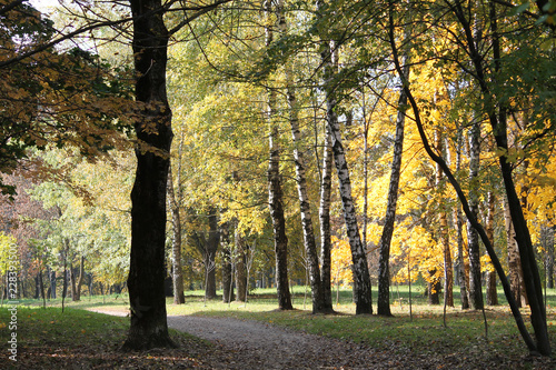 Autumn landscape. Park with trunks of birch and yellow foliage of other deciduous trees