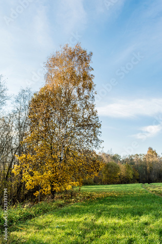 green field, trees with yellow orange foliage, autumn landscape