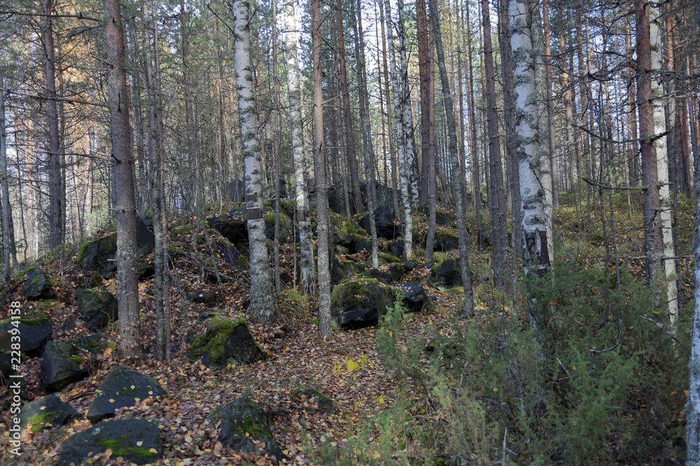 Beautiful Karelian forest landscape in early autumn in Russia
Beautiful Karelian forest landscape in early autumn in Russia