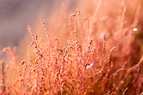 Close up of kochias plant in autumn at Kawaguchiko lake , Yamanashi prefecture , Japan photo