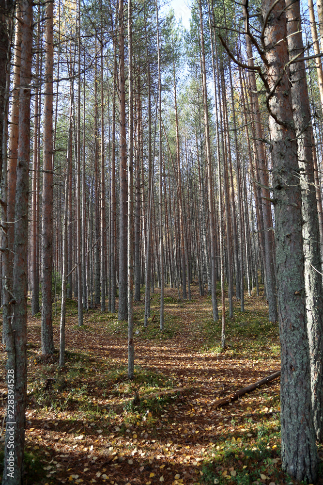 Beautiful Karelian forest landscape in early autumn in Russia
Beautiful Karelian forest landscape in early autumn in Russia