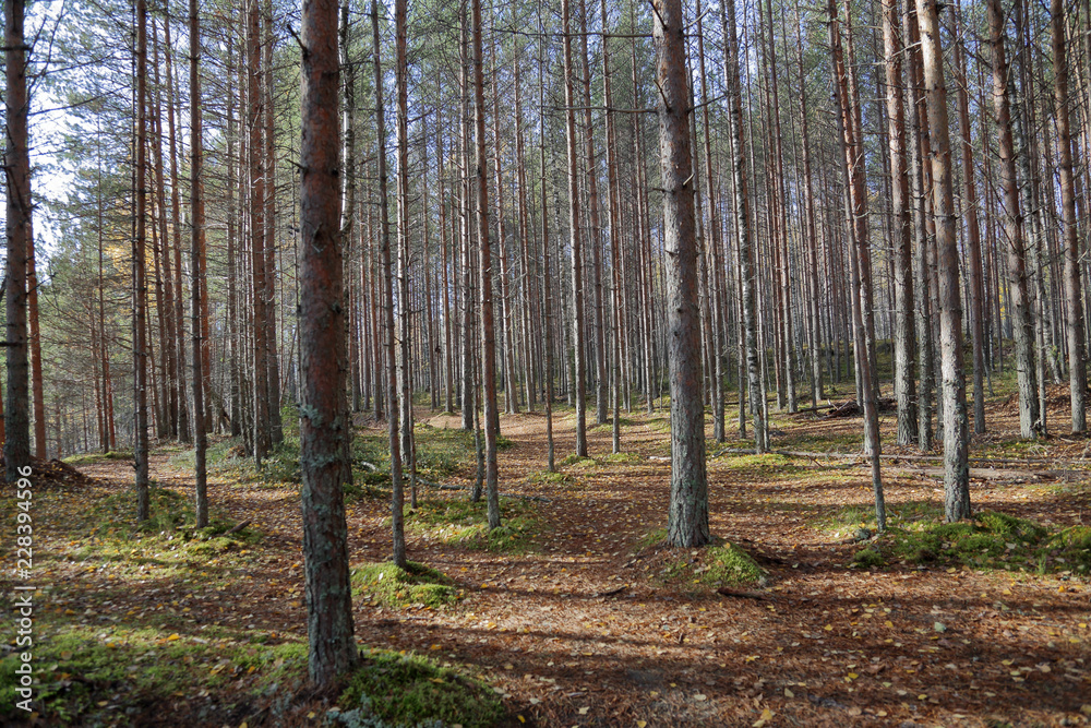 Beautiful Karelian forest landscape in early autumn in Russia
Beautiful Karelian forest landscape in early autumn in Russia