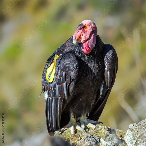 California Condor