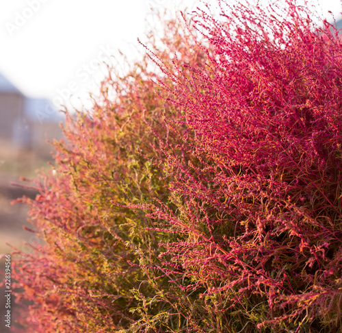 Close up of kochias plant in autumn at Kawaguchiko lake , Yamanashi prefecture , Japan photo