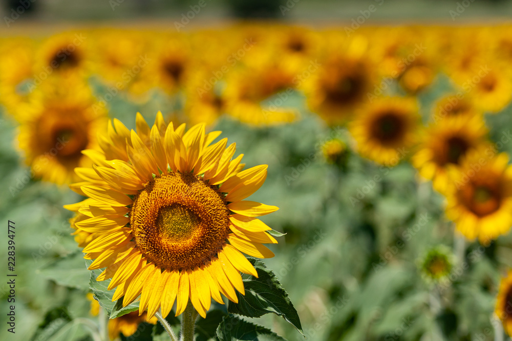 Sun flower