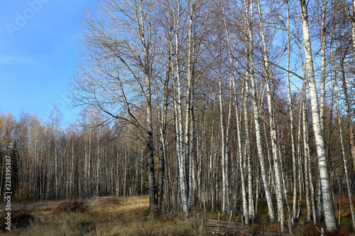 Beautiful Karelian forest landscape in early autumn in Russia 