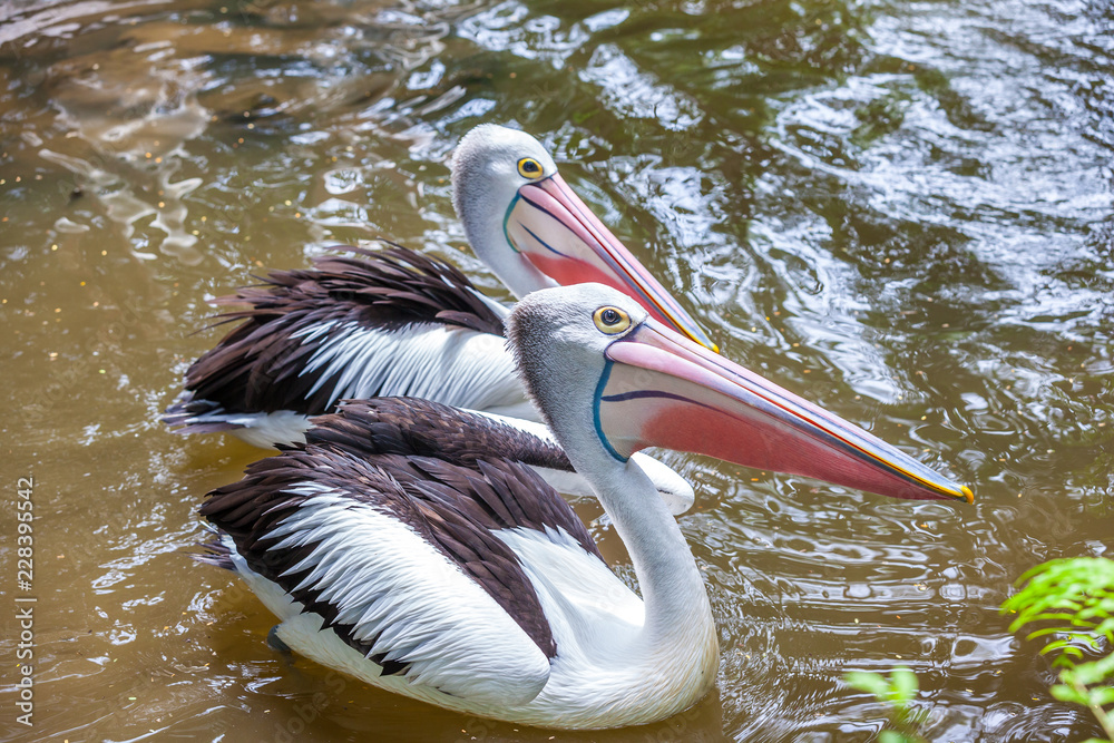 Funny pelican with mouth wide open standing and catching a fish. Bird in a tropical lake at the zoo asks for food from visitors, smile, pull head up and beak showing the inside. Funny pelican with mouth wide open standing and catching a fish. Bird in a tropical lake at the zoo asks for food from visitors, smile, pull head up and beak showing the inside.