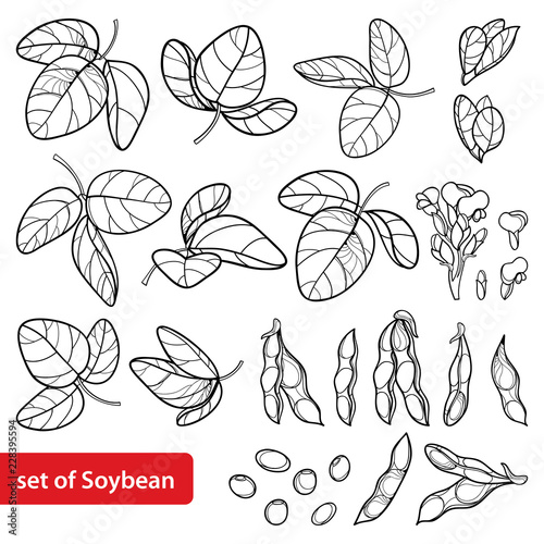 Vector set with outline Soybean or Soy bean pods with beans, flower and ornate leaf in black isolated on white background. Legume plant Soya in contour for vegetarian food drawing or coloring book.