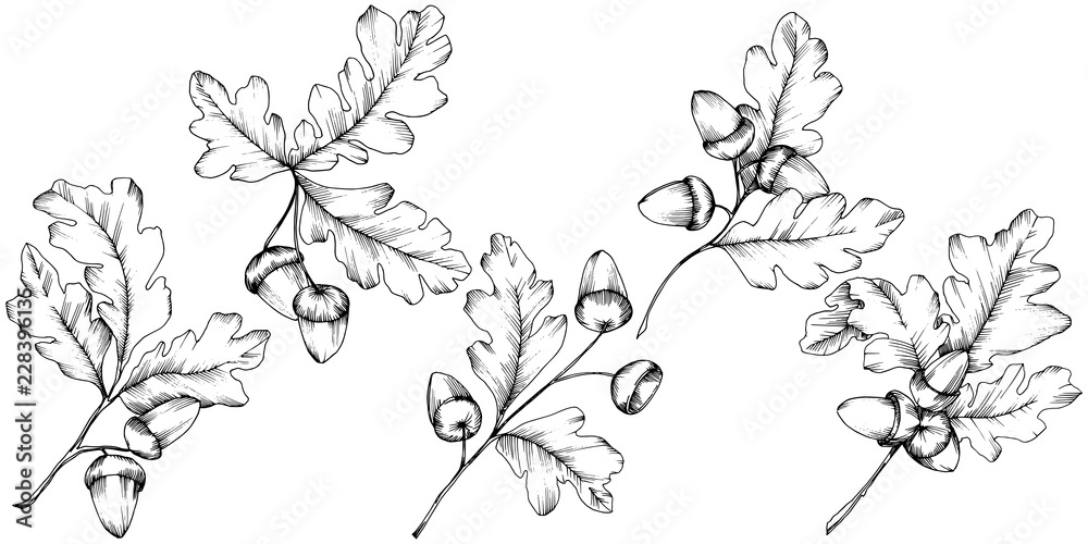 Fototapeta premium Vector autumn oak leaves. Leaf plant botanical garden floral foliage. Isolated illustration element. Vector leaf for background, texture, wrapper pattern, frame or border.