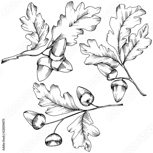 Vector autumn oak leaves. Leaf plant botanical garden floral foliage. Isolated illustration element. Vector leaf for background, texture, wrapper pattern, frame or border.