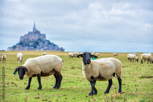 Fototapeta Naklejka Na Ścianę i Meble -  Beautiful view of famous historic Le Mont Saint-Michel tidal island with sheep grazing on fields of fresh green grass on a sunny day, France