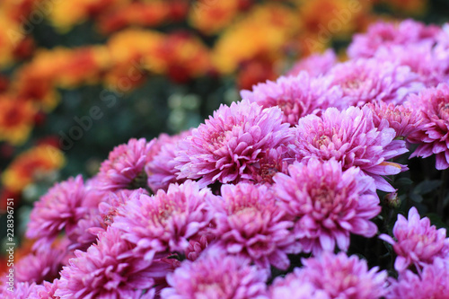 Plantation of purple chrysanthemums and in the background a plantation of orange chrysanthemums.