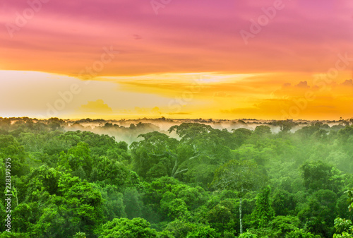 View on Purple sunset over rainforest trees in Brazil photo