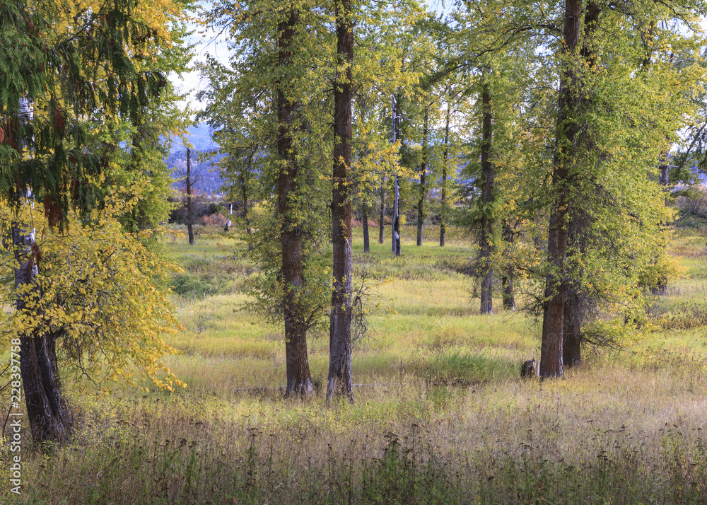 Fototapeta premium Tall trees in a clean and grassy field.