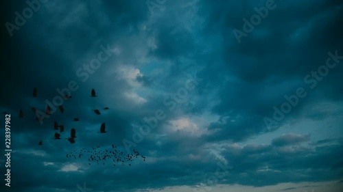 Silhouette of crows flying on the sky.
Magic Lantern Raw Video