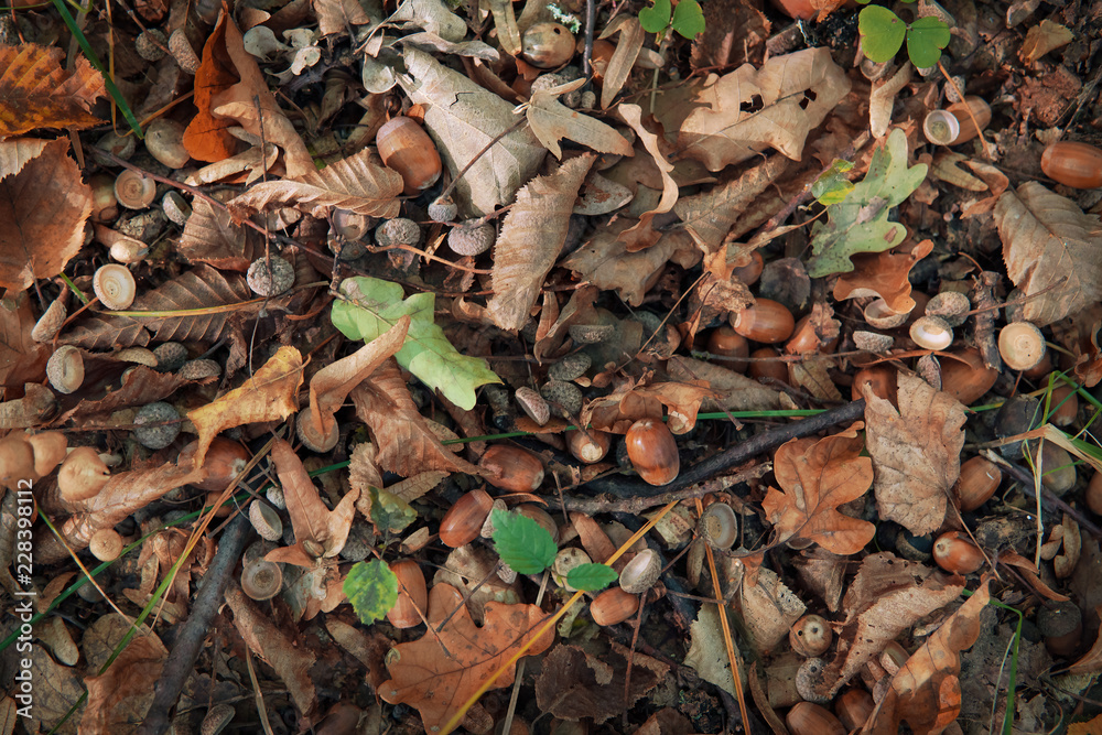 autumn background of fallen leaves and acorns autumn background of fallen leaves and acorns