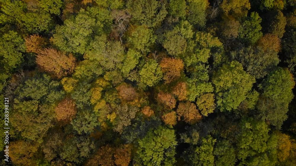 camera moving above the trees in the green forest (aerial view) camera moving above the trees in the green forest (aerial view)