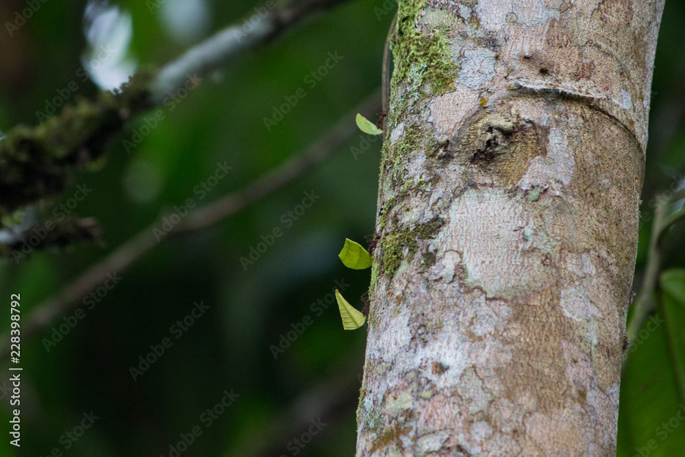 Ants on a tree in the amazon rainforest ecuador Ants on a tree in the amazon rainforest ecuador