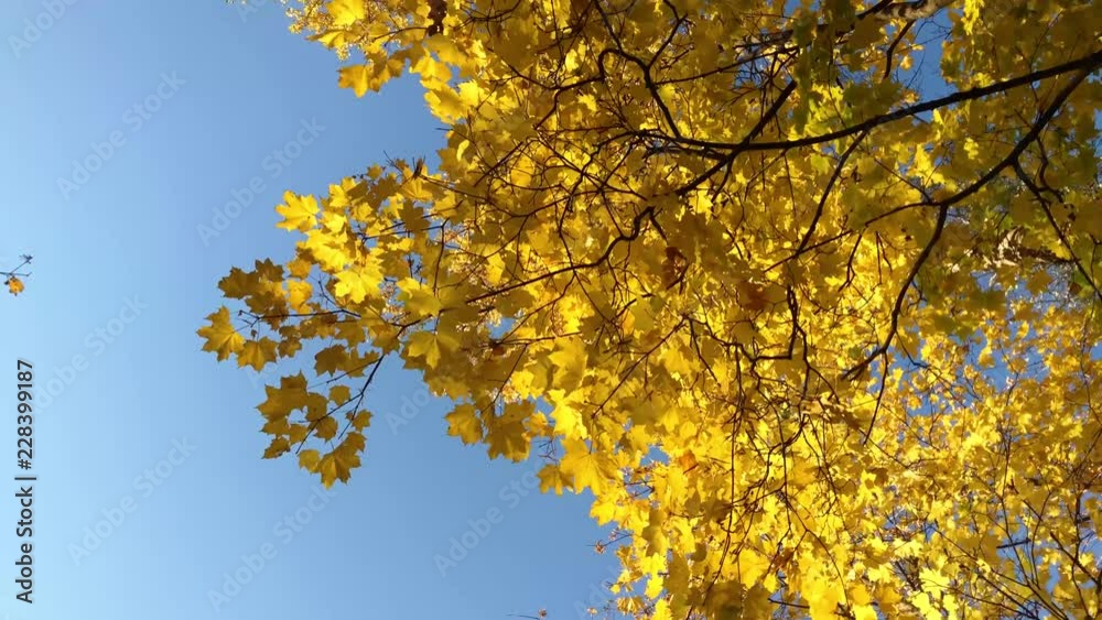 trees with yellow autumn leaves 1 trees with yellow autumn leaves 1
