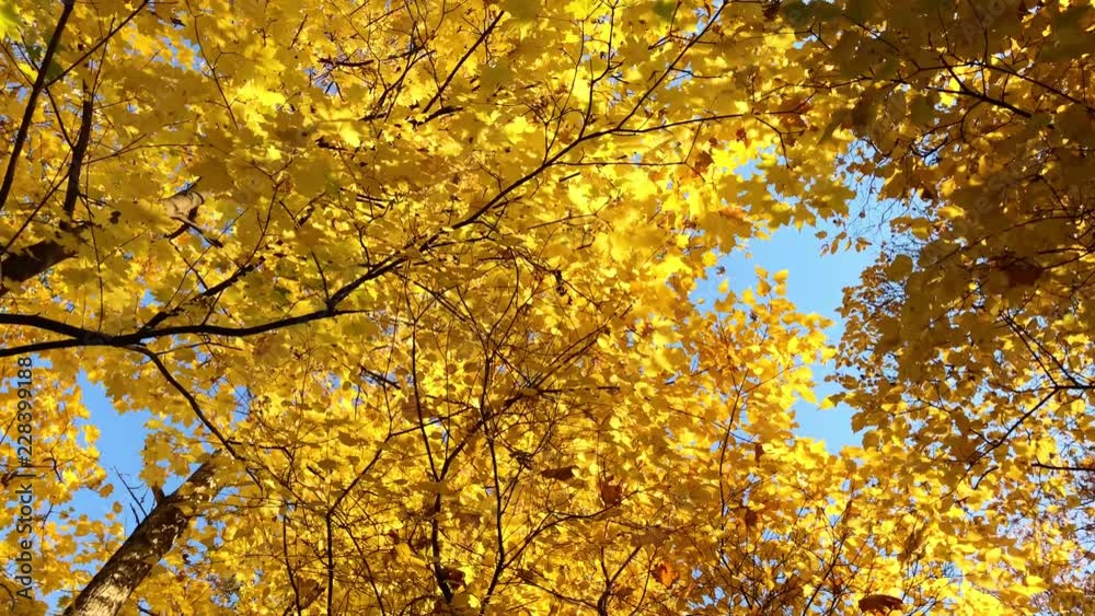 trees with yellow autumn leaves 3 trees with yellow autumn leaves 3