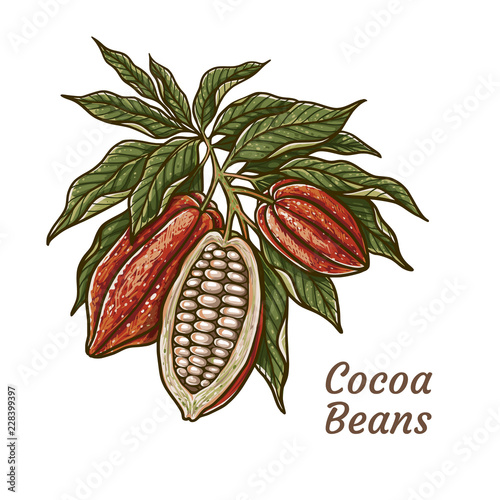 Cacao beans plant, Vector exotic cacao plants
