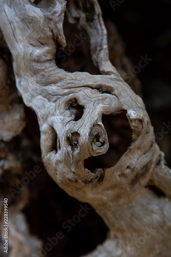 Interesting sweet chestnut tree bark in forest