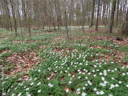 White anemones flowering in early spring forest