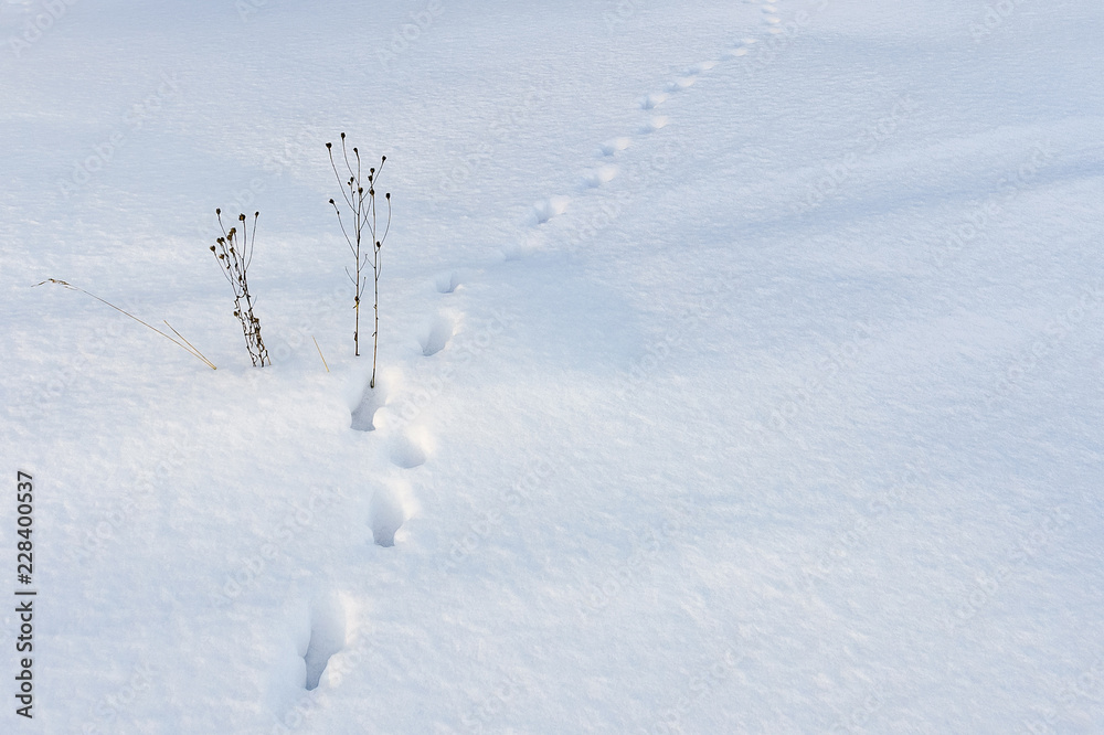 Dried grass and footprints on a white snowy field