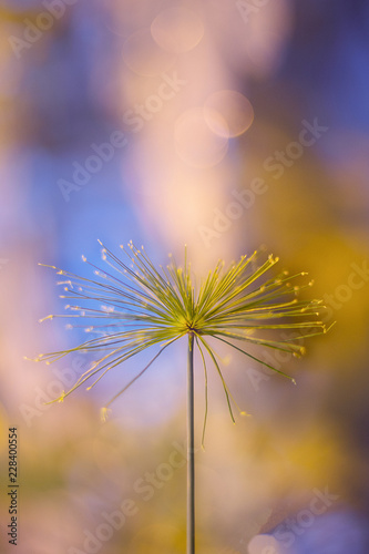 Close-up of papyrus umbrella on a blurred background.